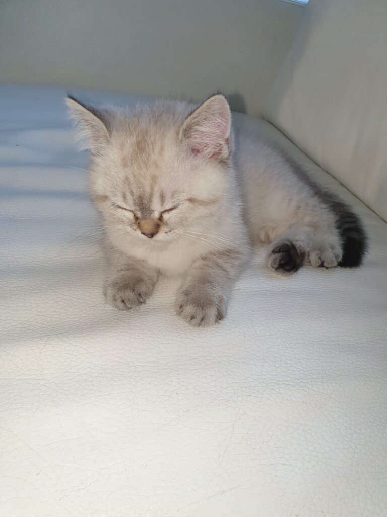 White kitten