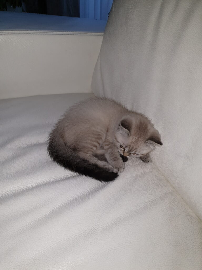 Tiger playing with tail