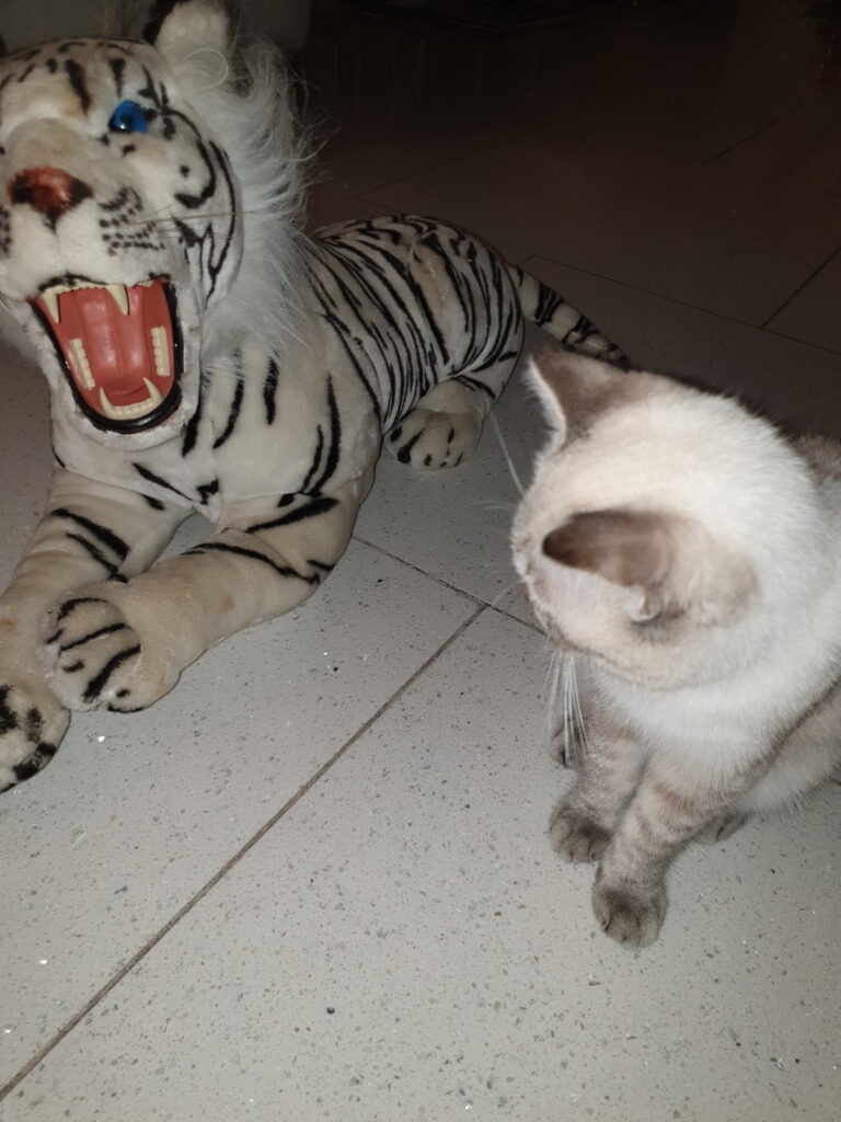 Tiger meets tiger