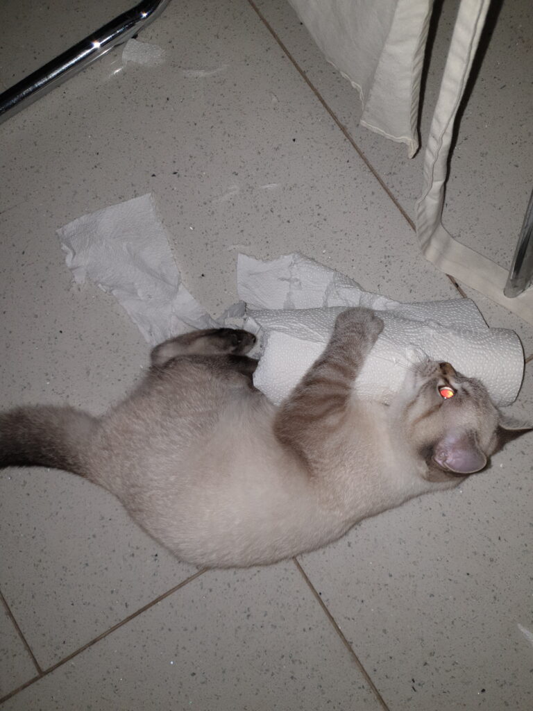 Tiger vs. paper towel